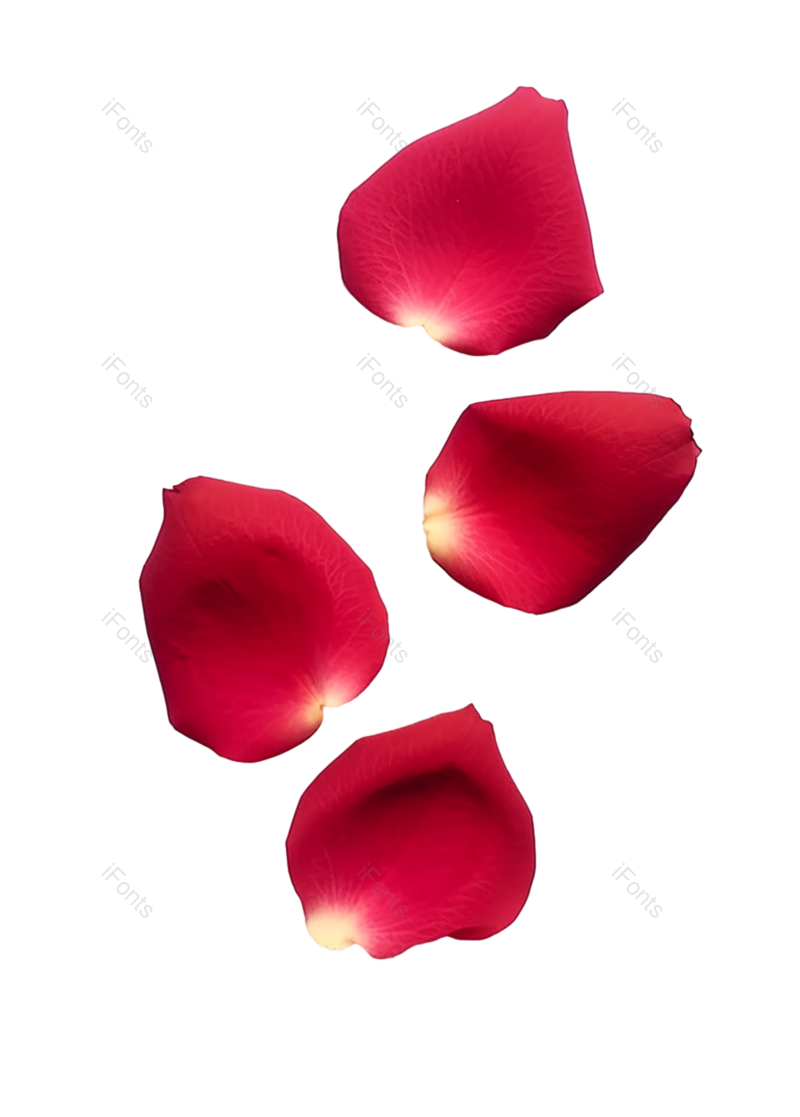 装饰图片,花瓣装饰元素,520PNG,玫瑰花免抠素材